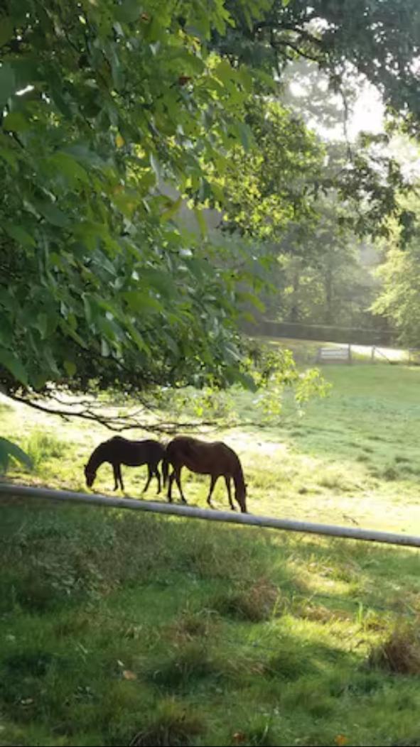 Gite Incontournable Avec Sauna Et Piscine Dans Un Petit Paradis Du Barbant Wallon Villers-la-Ville Exteriör bild